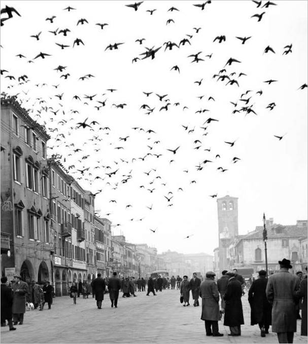 Chioggiai délután, Chioggia, 1959